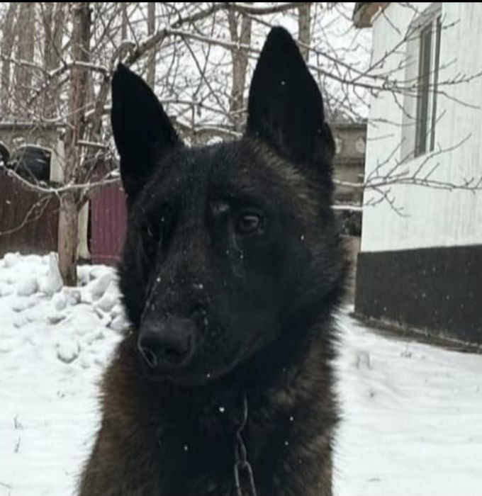 Продам чистокровного кобеля Бельгийской овчарки Малинуа