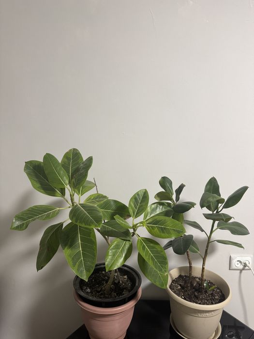 Комнатный цветы большие