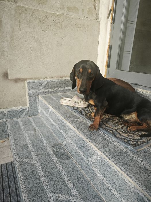 Продам собаку породы такса