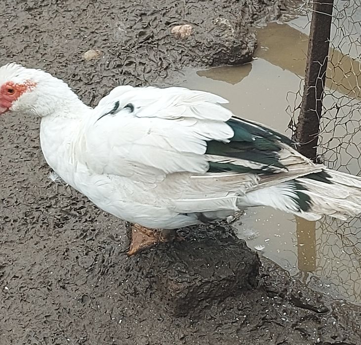 Vând rate mute si motate romanesti