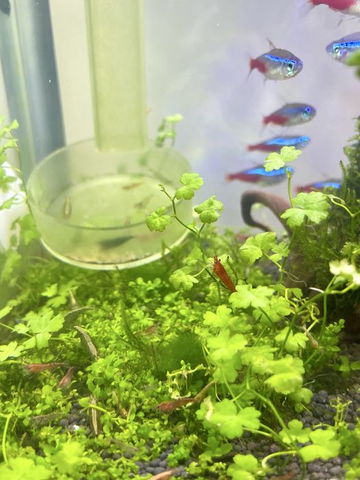 Acvariu nano complet cu pesti si creveti