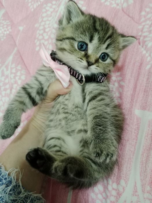 Роскошные котята