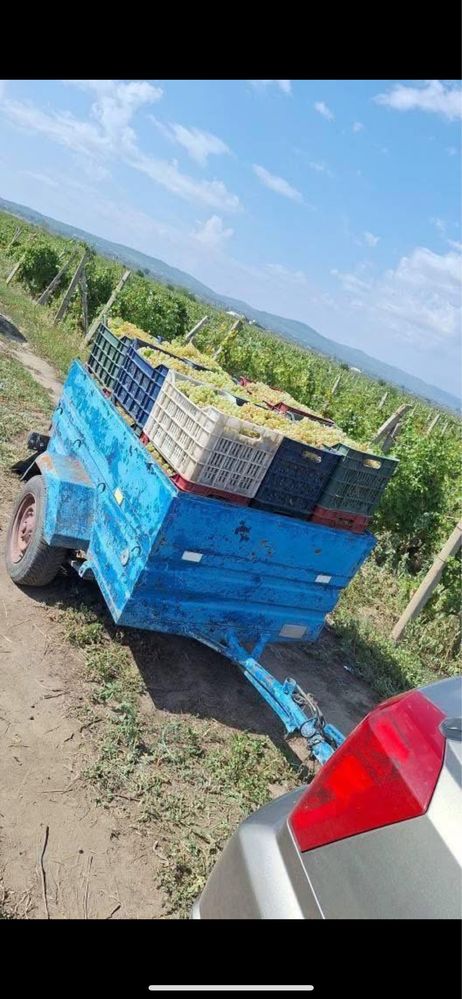 struguri de vin direct de la producator de 20 hectare