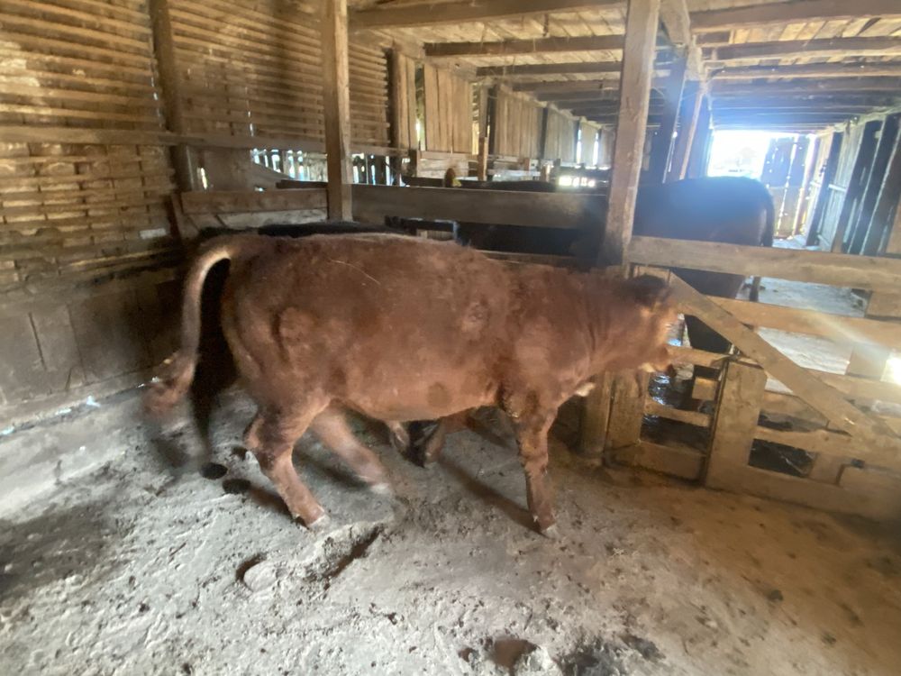 Taurasi angus 6 luni