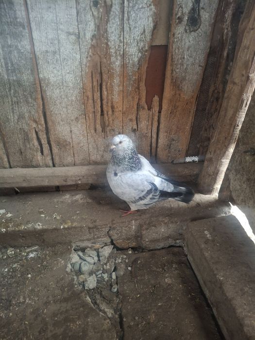 Vând porimbei rasa king