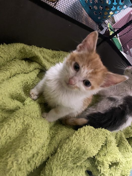 Donez 2 pui de pisica in jur de o luna