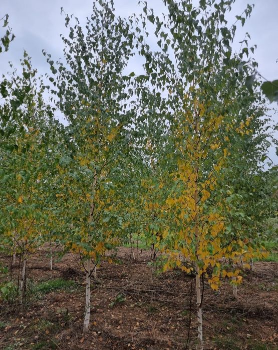 Plante ornamentale, mesteacăn alb decorativ tei pret minim