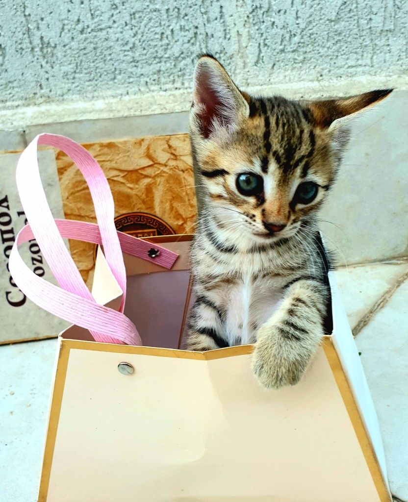 подаряват се котенца