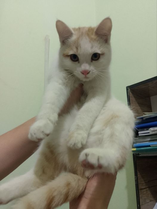 Пристраиваются котята