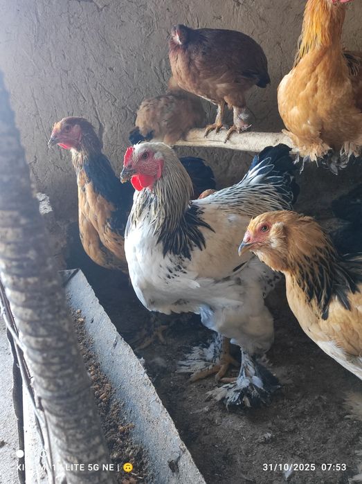 Brama xorozla sotiladi sogʻlom .donasi 200 mingdan .