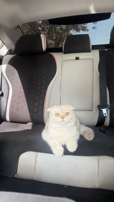 Кошка скотиш фолд (окрас шиншилла)