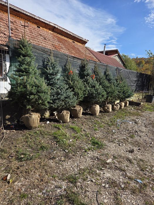 Vand Brazi Arginti și Verzi