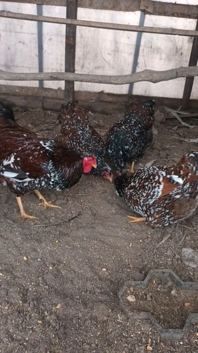 Pauni si gaini wyandotte portelan si gsg