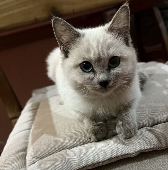 Продаются красивые котята