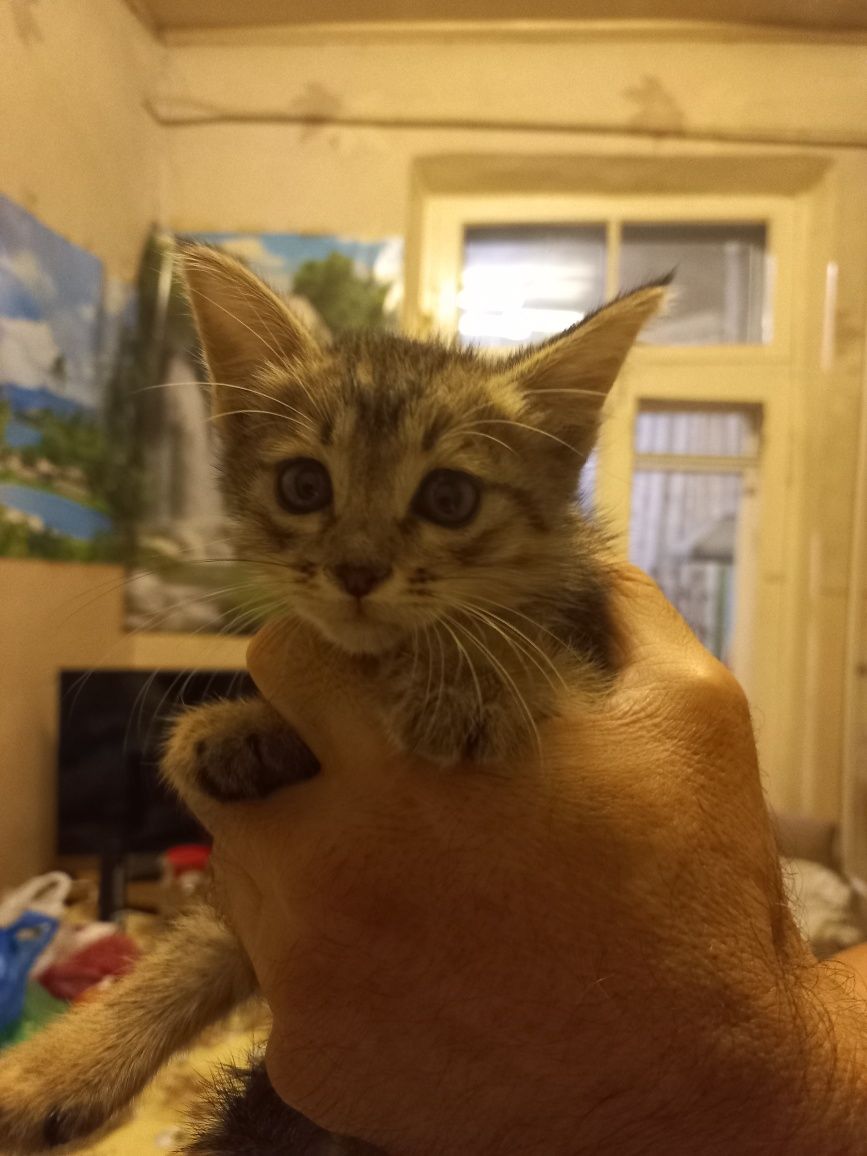 Отдам котят в хорошие руки