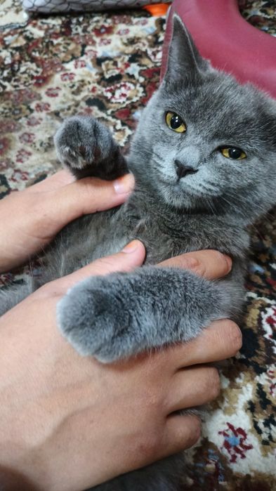 Zotdor Mushuk sotiladi