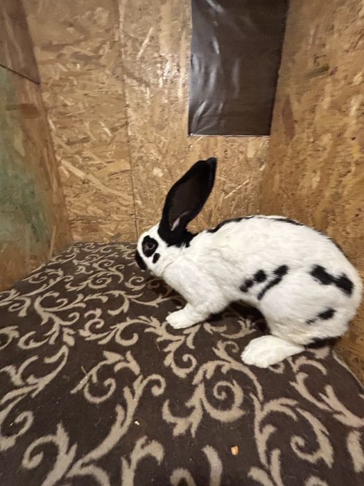 Masculi Uriaș pestriț german de vânzare