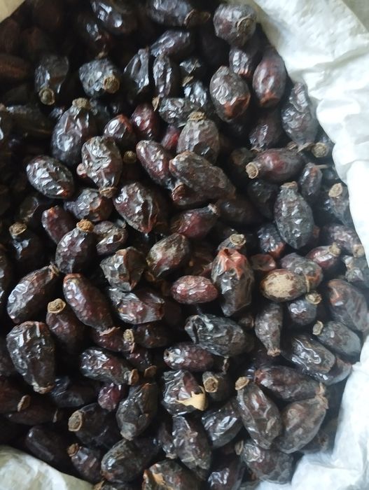 Продам шиповник Наматак сотилади