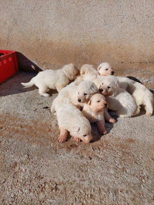 Бяла Немска Овчарка
