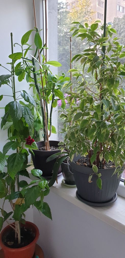 Plante apartament, Trandafir japonez rosu, ficus, arbore cauciuc,, etc