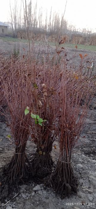 Yashil makon gilos lari