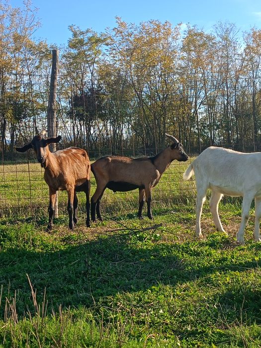 Țapi din primăvară