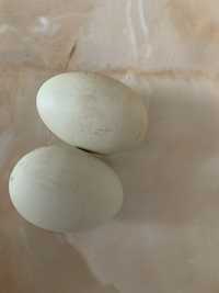 Vând ouă găină și rață proaspete