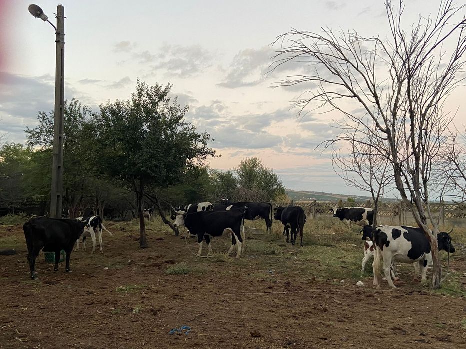 Vand 12 vaci inscrise in COP