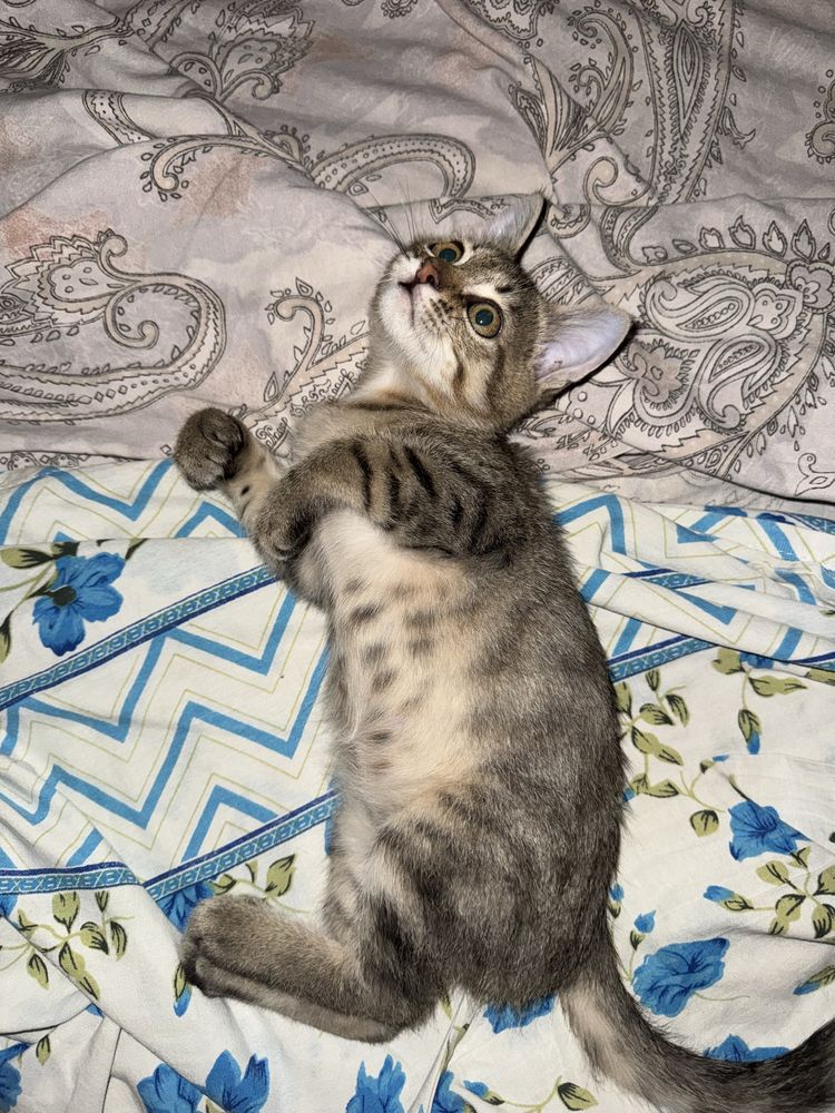 Мальчик котенок СРОЧНО!