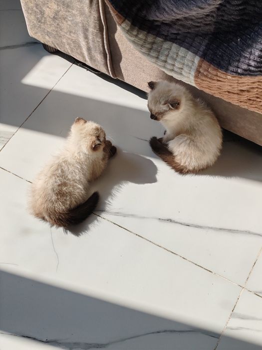 Вислоухие котята