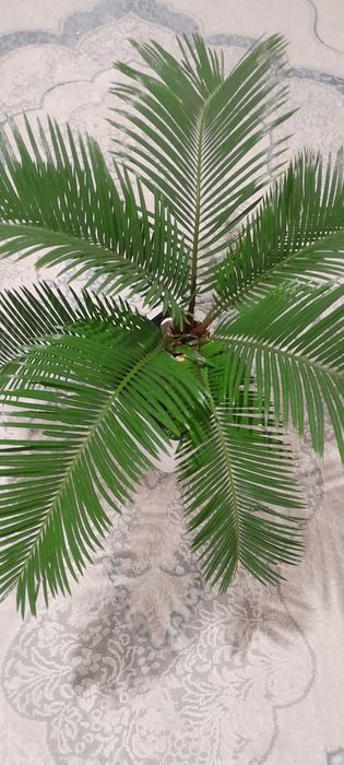 Пальма саговая, цикас