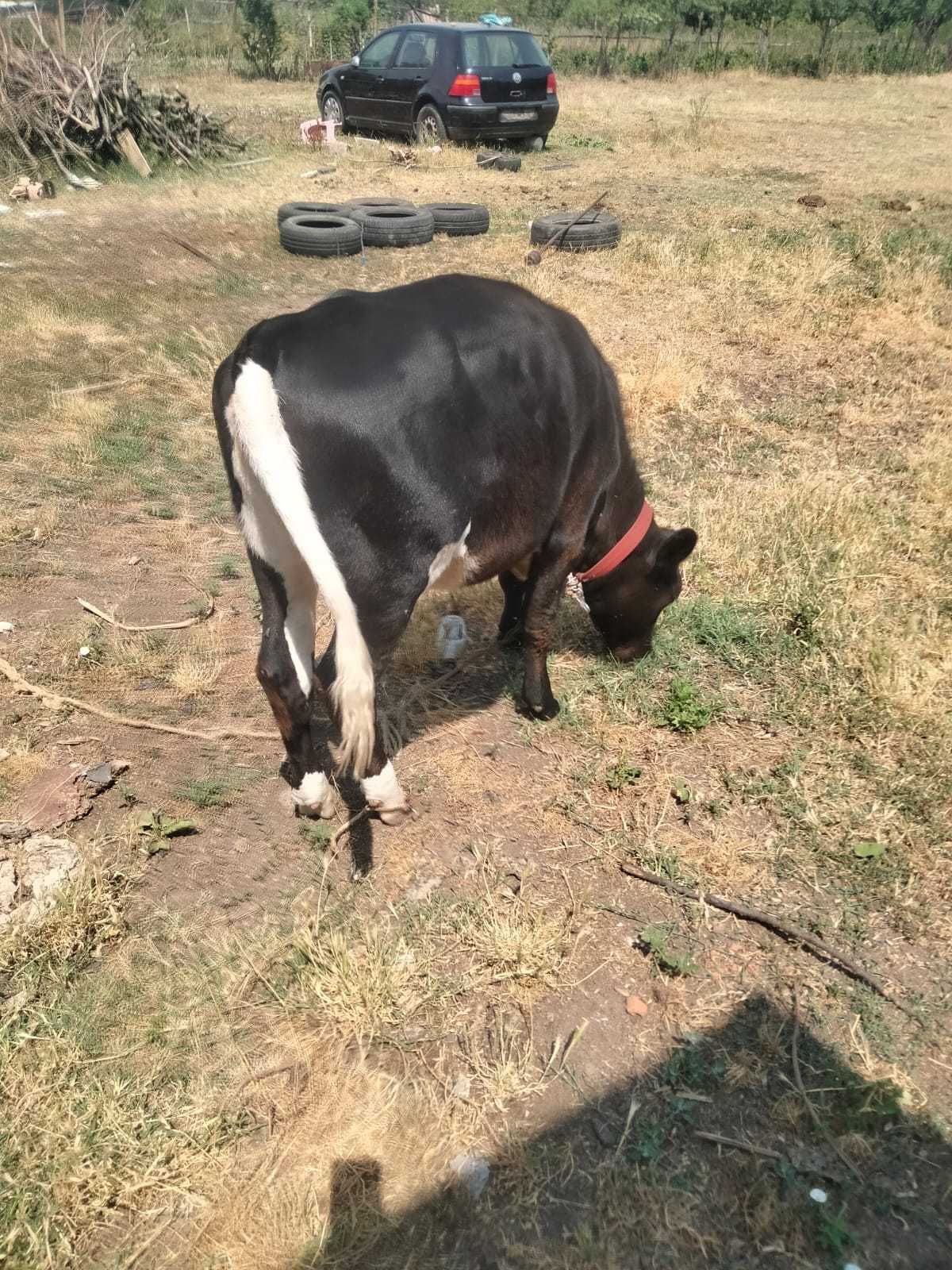 Vaca și 2 vițele