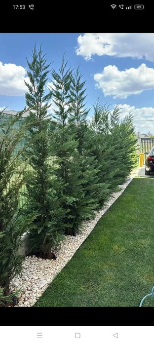 Plante decorative pt curte