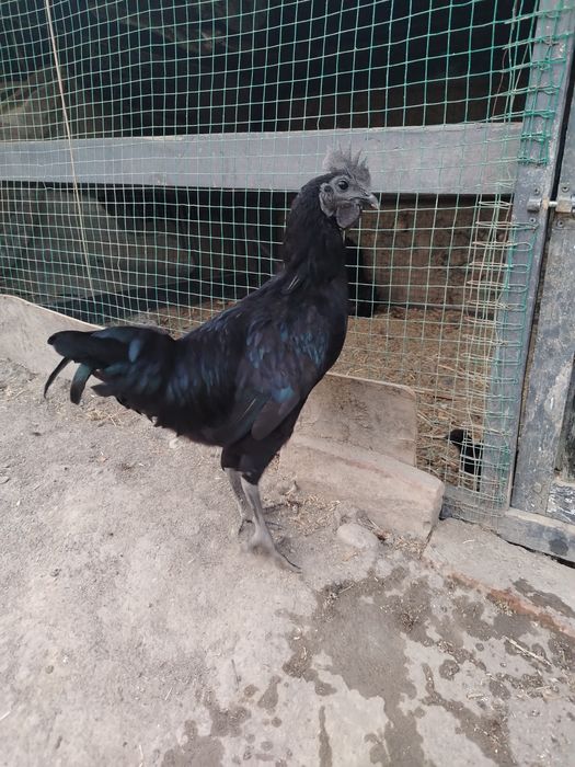 Ухавли хороз 6 ойлик бир ой булди кичкириб босяпти, 150 минг