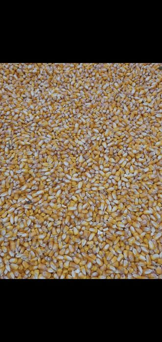 Vand porumb productie 2025