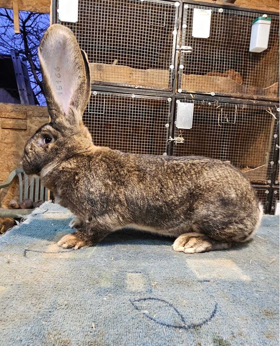 Femela Urias Gri German F158 15166