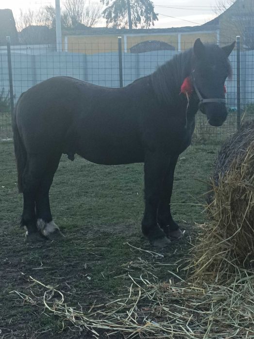 Vând armăsar de 1 an jumate