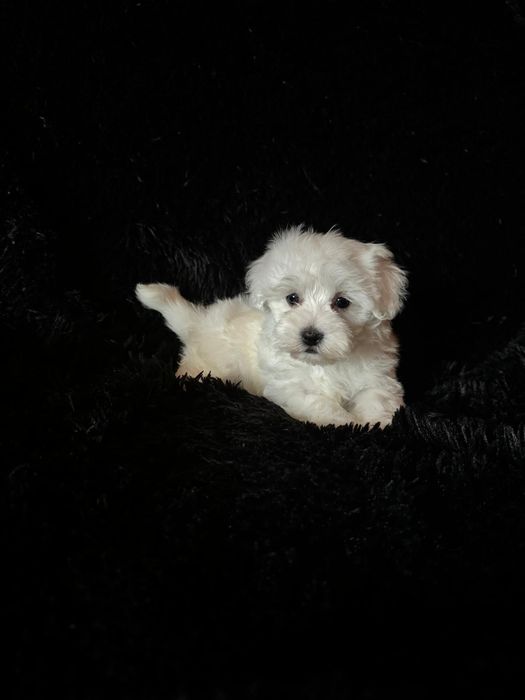 Bichon maltez fetita