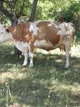 Vaca baltata românească