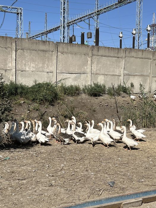 Гозлар сотилади оптом