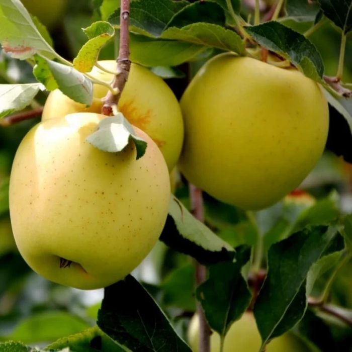 Pomi Fructiferi la Ghiveci (Măr )