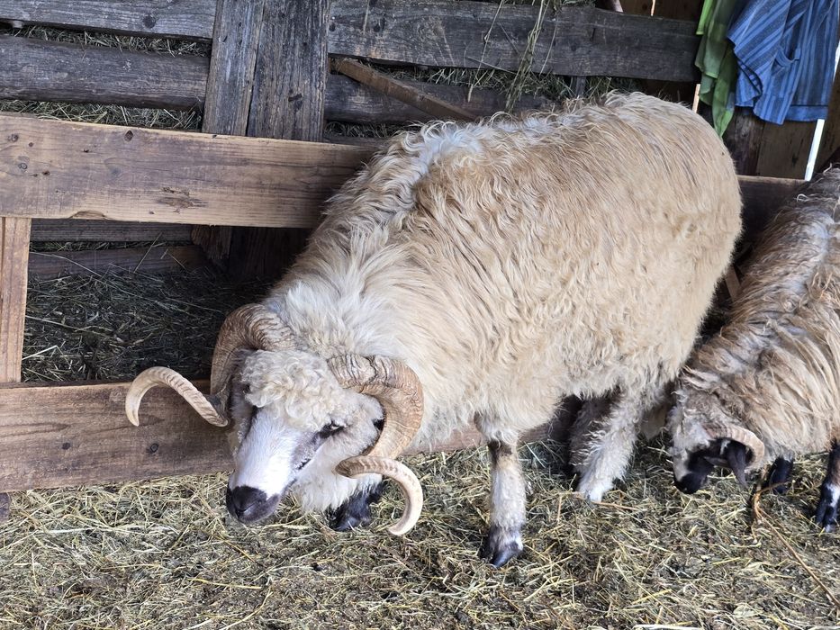 Vând Berbec                         .