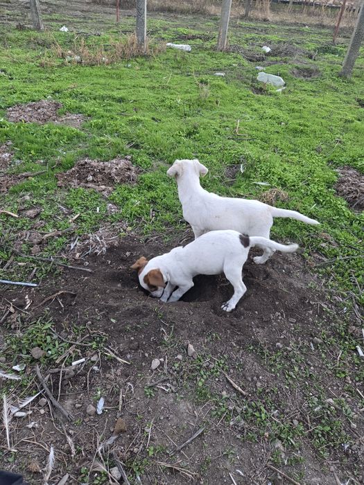 Подарявам кученца