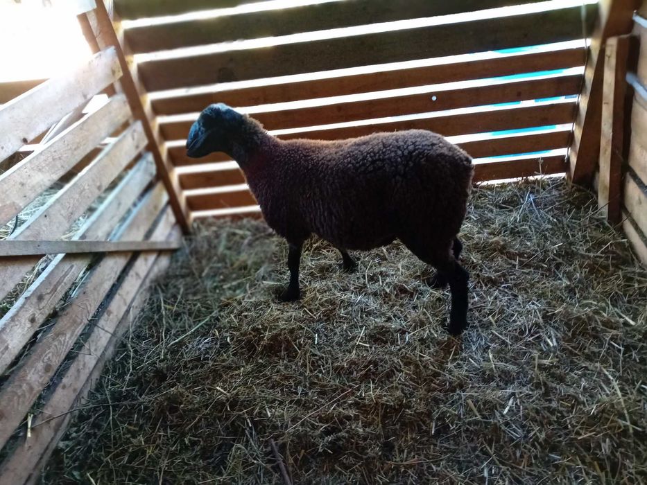 Berbecut carabas sarbesc cu dorper