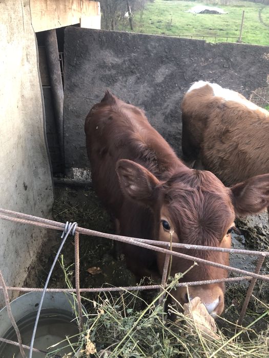 Vand un tauras si o vitea