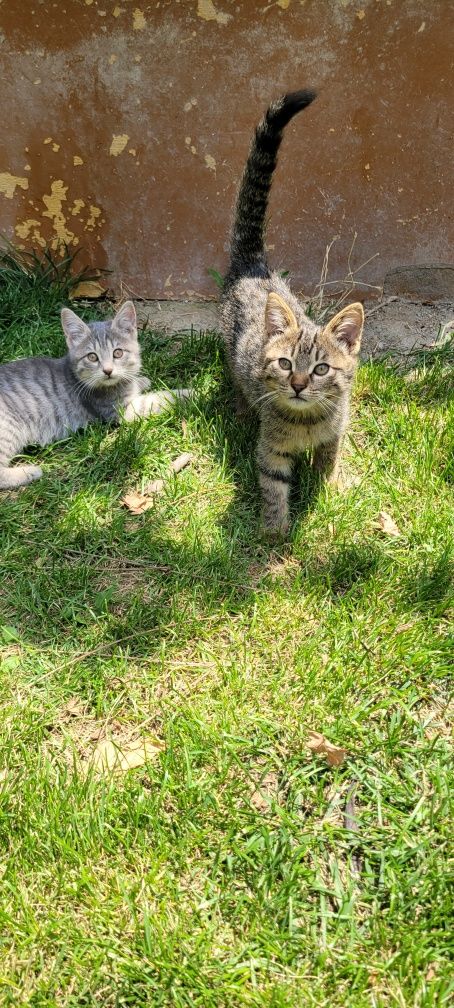 Котята мальчики в хорошие руки