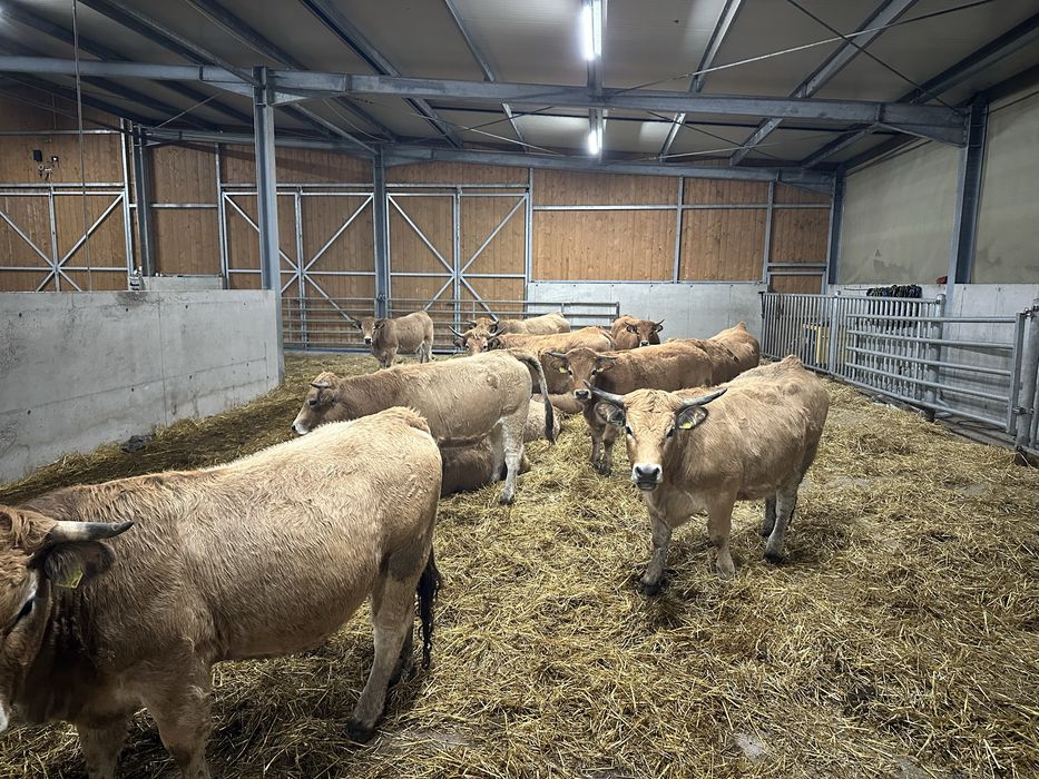 Vand 10 juninci Aubrac