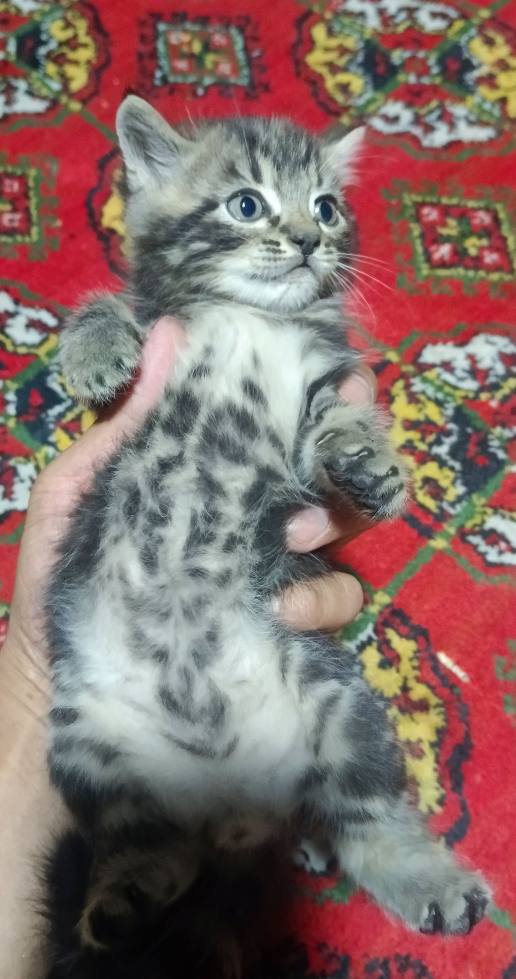 Котята отдам в хорошие руки, mushuk bolalari ishonchli qollarga berila