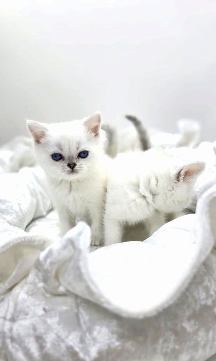 Британские котята
