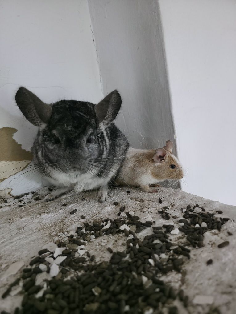 Vand chinchilla, 2 masculi, 3 femele